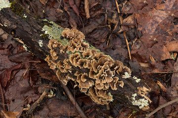 Close-up of Polypores on trees