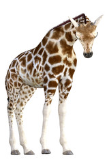Cute Giraffe isolated on white. 3d render
