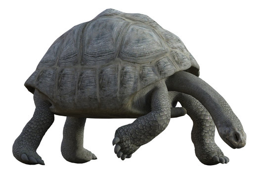 Giant Tortoise Isolated On White. 3d Render