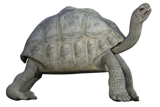 Giant Tortoise Isolated On White. 3d Render