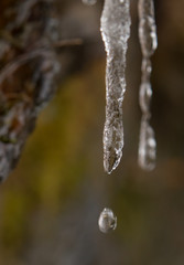 Icicle with water drop close-up
