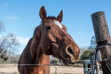 Obraz premium lazy horse