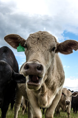White heifer with mouth open close up