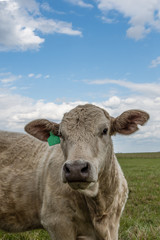 White Simmental heifer - vertical