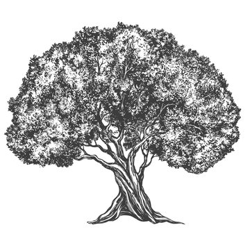 Olive tree hand drawn vector illustration realistic sketch