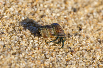 Hermit crab in the shell of a snail