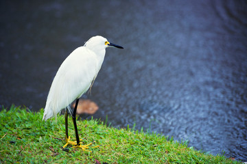 Great Egret on the background of a green grass