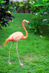 The pink Caribbean flamingo goes on water. Pink flamingo goes on a swamp