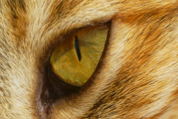 macro of cat eye