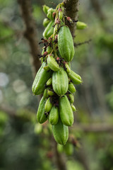 Fresh Bilimbi, Bilimbing, Cucumber (Averrhoa Bilimbi) fruits on tree