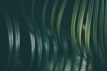 Palm leaf background.