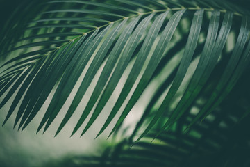 Obraz premium Tło liści palmowych.