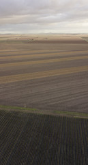 Fototapeta premium Field of cotton in the countryside ready for harvesting.