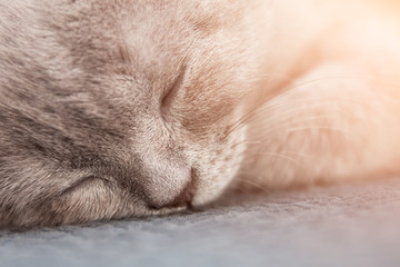 Fototapeta na wymiar Sleeping gray beige british straight kitten. Toned, closeup, selective focus