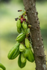 Fresh Bilimbi, Bilimbing, Cucumber (Averrhoa Bilimbi) fruits on tree