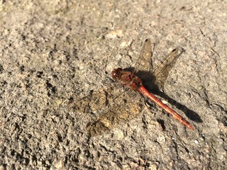 red dragonfly