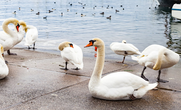 Swans on the asphalt by the lake