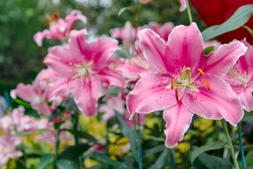 Flowers in the garden, morning fresh air, oxygen to the body to power the whole day, a place to relax, the event.