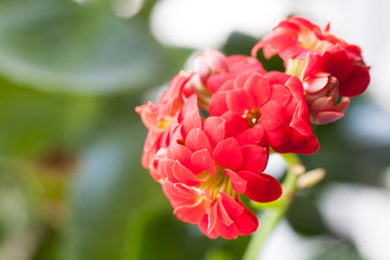 Obraz na płótnie Canvas Kalanchoe flowers close-up. Beautiful plant