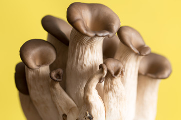 Fototapeta premium oyster mushrooms on a yellow background