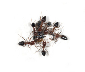 ants on the wall