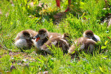 duck baby family