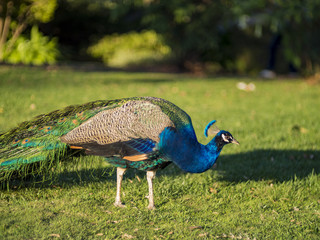 Fototapeta premium Afternoon view of beautiful peacock walking around