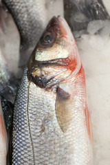 Frozen fish. Freshfish market. Gilt-head bream. Fish sale in market. Sea bream fish on ice. Fresh fish on ice for sale at market. Bunch of raw frozen fish on ice.