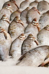Frozen fish. Freshfish market. Gilt-head bream. Fish sale in market. Sea bream fish on ice. Fresh fish on ice for sale at market. Bunch of raw frozen fish on ice.
