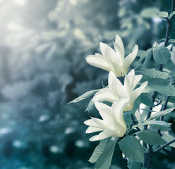 Mysterious spring floral background with blooming white magnolia flowers on a sunny day
