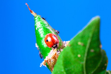 Macro of ladybug Adalia bipunctata eating aphids