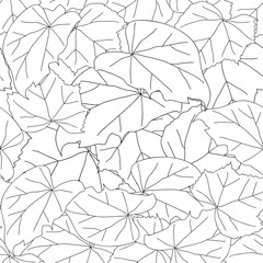 Hibiscus syriacus Leaves Outline - Rose of Sharon on White Background