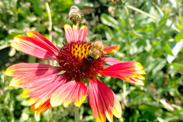 Flowers bees sun joyful morning summer season