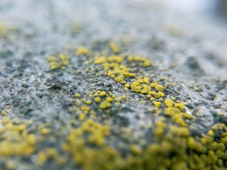 The lichen on the stone in the damp cloudy weather and fog macro photography