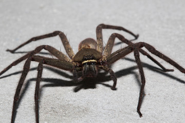 wolf spider (Lycosidae) on the wall lat in thailand
