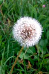 Airy dandelion fluffy in field close-up on green field