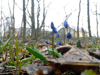 Snowdrops blue spring flowers in the forest first live