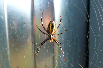 Spider on natural spider web in sunny bright summer