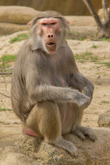 Baboon making a facial expression