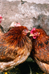 Chickens on the farm. Toned, style, color photo.