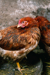 Chickens on the farm. Toned, style, color photo.