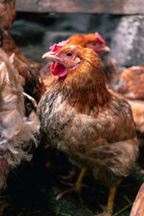 Chickens on the farm. Toned, style, color photo.