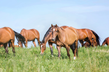 Herd of horses running free on a meadow.