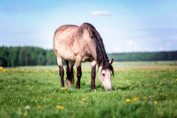 Horse grazing grass on a pasture.