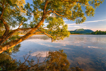 A tree mirroring in the lake at sunset in spring-time.