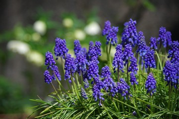 ムスカリの花