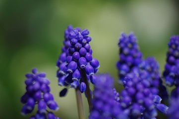 ムスカリの花