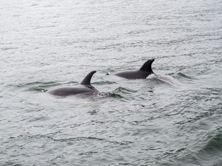 Naklejka premium Pod of Wild Bottle Nose Dolphins Swimming near Russell, Bay of Islands, New Zealand