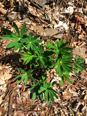 nature plants