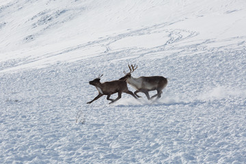Two reindeers run through the snow